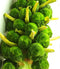 Brussels Sprouts Catskill
